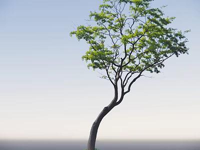 Tall Arbor with Curved Trunk Green Leaves Against Blue Sky Background 3d model