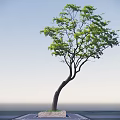 Tall Arbor with Curved Trunk Green Leaves Against Blue Sky Background