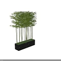 Decorative Bamboo Plants With Green Leaves And Slender Stems In Black Marble Planters