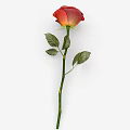 Beautiful Red Rose Plant With Green Stem And Fresh Leaves On White Background