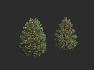 Two Pine Trees with Dense Green Foliage and Tall Trunk Structure 3d model