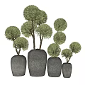 Green Spherical Bonsai Plants in Gray Ceramic Pots of Various Sizes