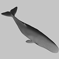 Realistic Gray Whale 3D Model With Smooth Surface And Shadow On Gray Background 3d model