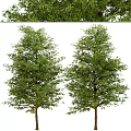 Modern Landscape Trees Poplar Maple Pine Trees Big Trees Tropical Trees 3d model
