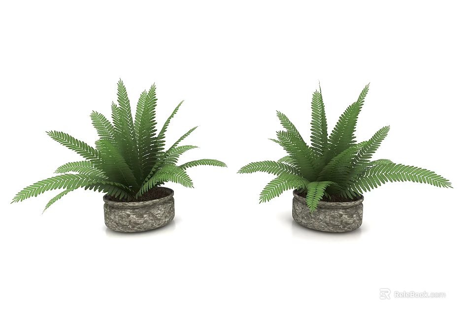 Two Lush Green Bonsai Potted Fern Plants with Textured Stone Pots 3d model 