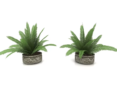 Two Lush Green Bonsai Potted Fern Plants with Textured Stone Pots 3d model