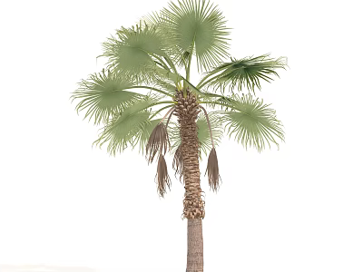 Tropical Palm Tree With Fan Shaped Green Leaves And Brown Trunk 3d model