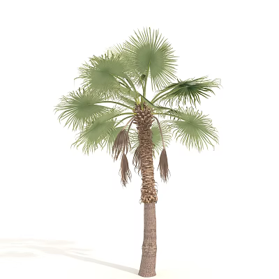 Tropical Palm Tree With Fan Shaped Green Leaves And Brown Trunk 3d model