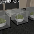 Modern Mini Potted Plants with White Pots in Transparent Cube Containers on Dark Wooden Table