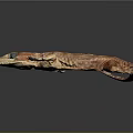Detailed Brown Gecko With Textured Skin And Large Eyes On Black Background
