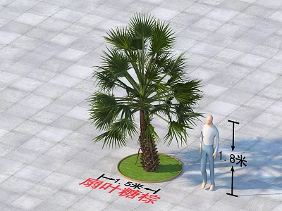 Tall Palm Tree in Outdoor Paved Area with Human Figure for Height Reference 3d model