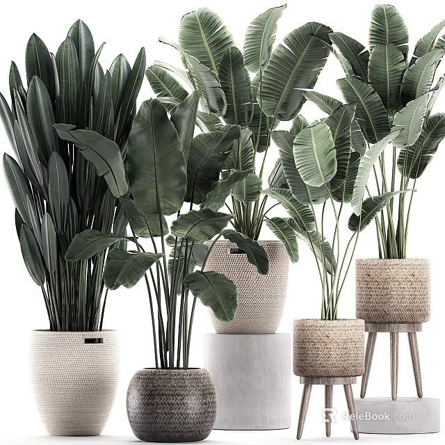 Large Leaf Indoor Potted Plants In Woven Terracotta Pots On Wooden Stools 3d model 