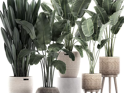 Large Leaf Indoor Potted Plants In Woven Terracotta Pots On Wooden Stools 3d model