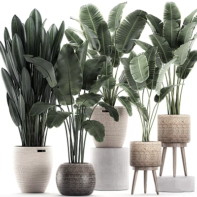 Large Leaf Indoor Potted Plants In Woven Terracotta Pots On Wooden Stools 3d model
