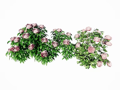 Beautiful Pink Roses With Green Leaves In Lush Flower Bushes 3d model