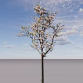 Flowering Arbor With White Blossoms On Branches And Brown Trunk 3d model