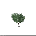Isolated Arbor With Green Leaves And Brown Trunk On Black Background