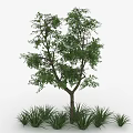 Lush Green Tree With Dense Foliage Brown Trunk And Surrounding Grass Plants