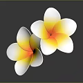 Two Beautiful Plumeria Flowers With White Petals And Yellow Center On Gray Background With Reflection