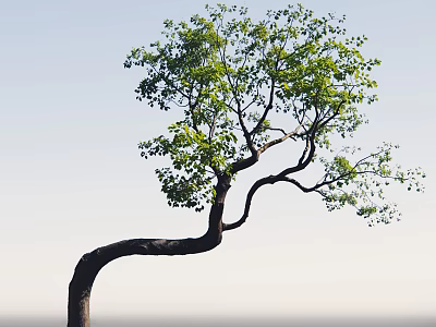 Graceful Curved Trunk Arbor With Lush Green Leaves Against Light Blue Sky 3d model