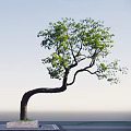 Graceful Curved Trunk Arbor With Lush Green Leaves Against Light Blue Sky
