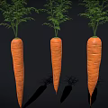Three Fresh Raw Carrots With Green Leafy Tops On Black Background