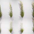 Decorative Grass Plants With White Spikes Displayed On White Background Showing Shadow Effects 3d model