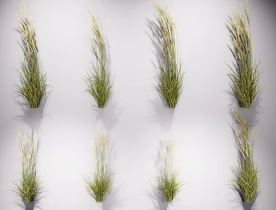 Decorative Grass Plants With White Spikes Displayed On White Background Showing Shadow Effects 3d model