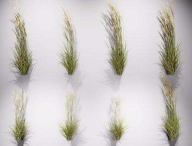 Reed Herbaceous Plant Landscape Grass Reed Combination Japanese Reed Landscape Grass Paving Grass Outdoor Road Greening Turf Reed Grass 3d model