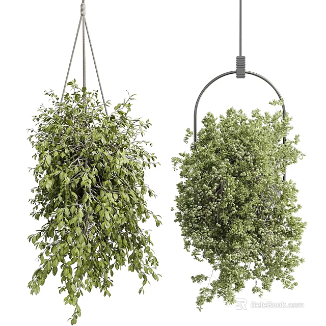 Indoor Hanging Plants With Lush Trailing Foliage For Home Decor 3d model 