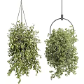 Indoor Hanging Plants With Lush Trailing Foliage For Home Decor