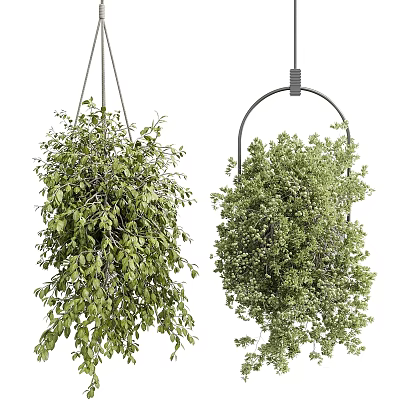 Indoor Hanging Plants With Lush Trailing Foliage For Home Decor 3d model