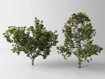 Two Arbor Trees With Lush Green Foliage And Natural Growth Structure 3d model