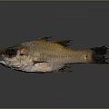 Fresh Fish with Big Eyes Open Mouth Golden Brown Scales Fins Tail on Dark Background