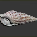 Pink And White Sea Snail Shell With Bumpy Ridges On Dark Background Showing Reflection 3d model