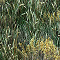 Vibrant Green Grass and Yellow Flowers Thriving in Natural Wild Meadow Field