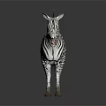 3D Model Standing Zebra With Black And White Stripes On Gray Background Reflective Surface 3d model