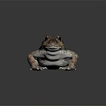 Frog In Sitting Posture With Dark Brown Orange Spotted Skin And Large Eyes