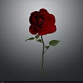 Beautiful Red Rose Plant With Green Stem And Leaves On Gray Background