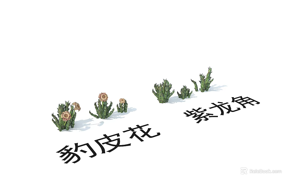 Leopard Skin Flower and Purple Dragon Horn Exotic Succulent Plants with Unique Features 3d model 