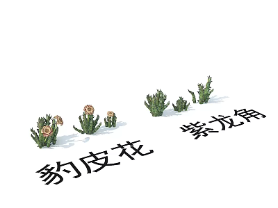 Leopard Skin Flower and Purple Dragon Horn Exotic Succulent Plants with Unique Features 3d model