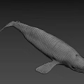 Realistic White Whale 3D Model With Smooth Surface On Black Background