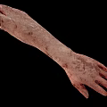 Realistic Arm Organ Model With Wounds Bloodstains Skin Hair And Textural Details