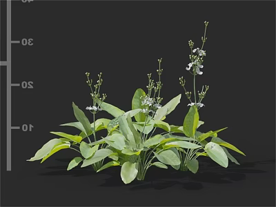 Lush Green Leafy Plants Bearing Small White Flowers On Slender Stems 3d model