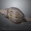 Conch Shell With Spiral Shape Brown Stripes And Dotted Textured Surface