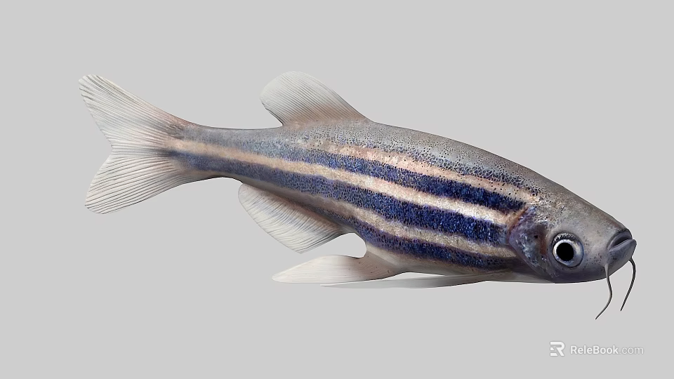 Silver Gray Striped Fish With Blue Purple Stripes And Prominent Fins 3d model 