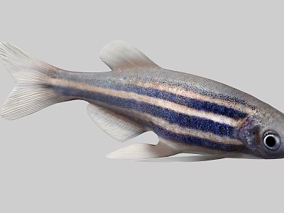 Silver Gray Striped Fish With Blue Purple Stripes And Prominent Fins 3d model