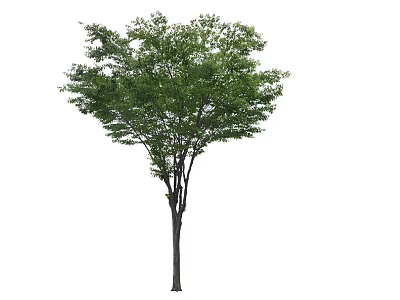 Lush Arbor With Green Leaves And Strong Trunk On White Background 3d model