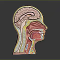 Human Head Cross Section Anatomy Displaying Internal Organs And Hair Features