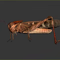 grasshopper insect cartoon locust animation locust anime locust anime game character 3d model